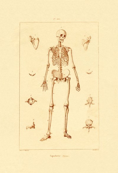 Skeleton by French School